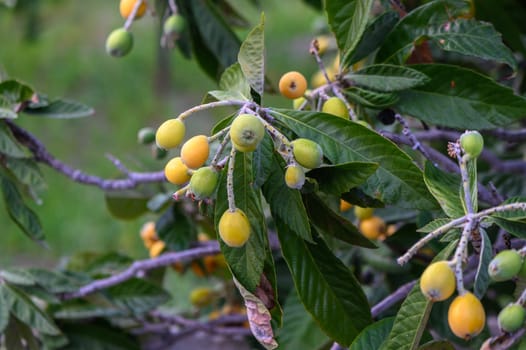 beautiful small tree branch medlar fruit 1