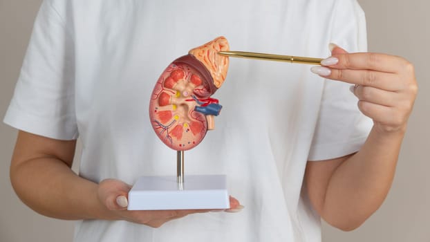 doctor nephrologist pointing a kidney mockup