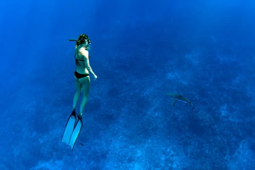 diving with black tip and lemon shark underwater in french polynesia