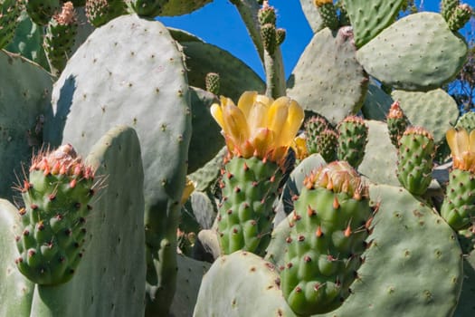 Sicilian Mediterranean Sea Cactus detail 