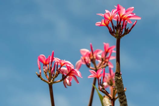 Frangipani flowers tree detail on deep blue sky background