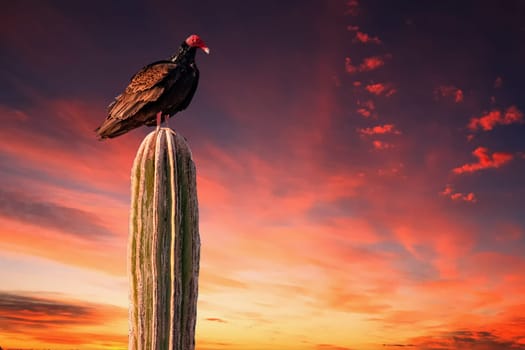 Zopilote vulture buzzard bird in Baja California portrait on cactus at red sunset