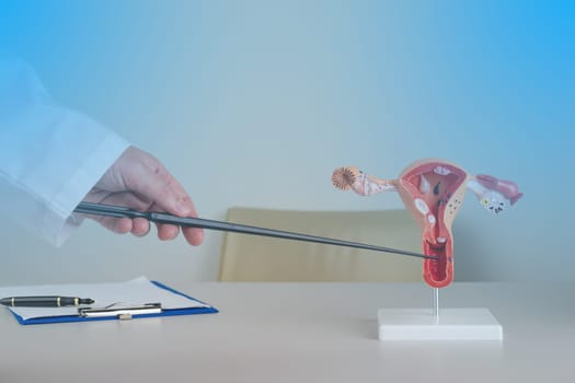 doctor gynecologist pointing model of female reproductive system on his desktop