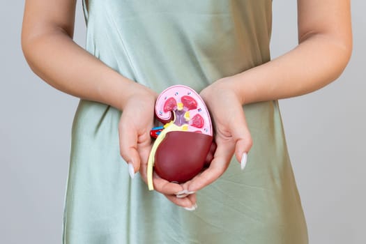woman is holding mockup human kidney . Help and care concept. Help and care concept