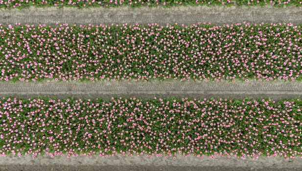 Tulips, endless pink tulips wallpaper. aerial view straight from above topview, tulips blooming on field in South Holland. Endless tulip fields in spring in South Holland made by drone