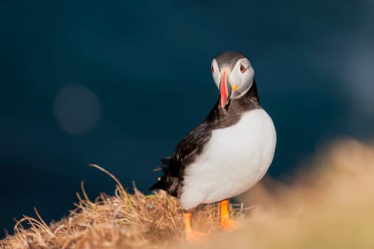 Puffin Portrait in natural enviroment on green  grass background