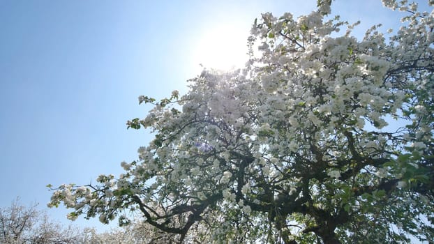 Flowering apple trees in the Russian village in May and the rays of the sun. Video in motion with the sounds of lively villages and birds