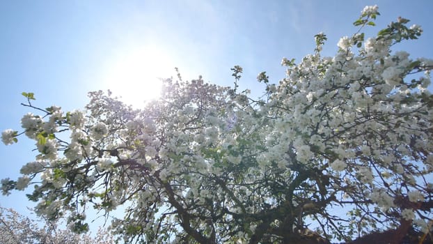 Flowering apple trees in the Russian village in May and the rays of the sun. Video in motion with the sounds of lively villages and birds