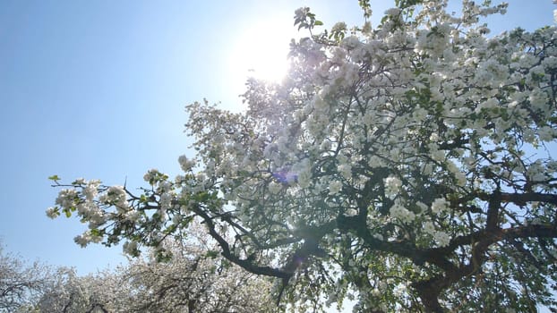 Flowering apple trees in the Russian village in May and the rays of the sun. Video in motion with the sounds of lively villages and birds