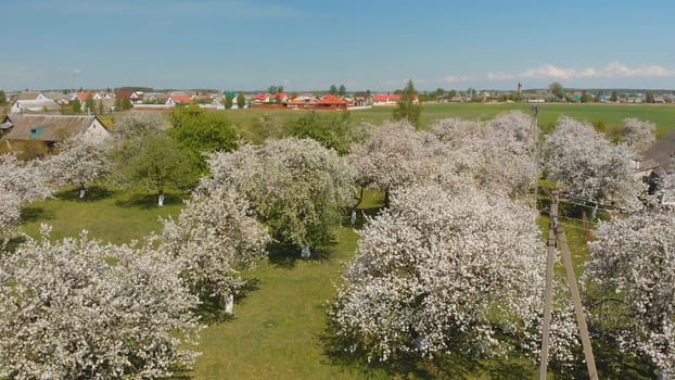 The flight of the drone over the blossoming apple orchard in the Russian village