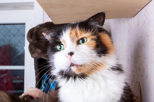 Funny tricolor cat at home, close up portrait