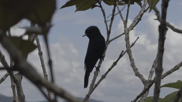 Black bird sits on a branch, gets scared, and flies away into nature.