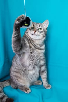 Gray cat with yellow eyes portrait on blue background close up