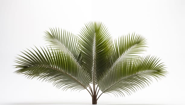 Cycas palm. High quality photo