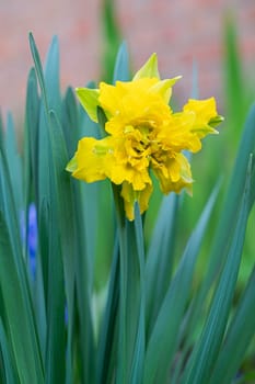 narcissus flower on a green background close-up. photo