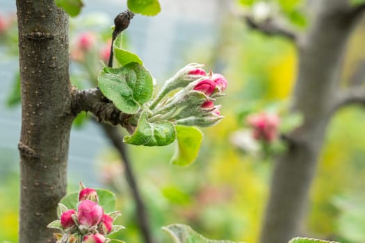 Bright pink flower buds and green spring leaves of an apple blossom tree, selective focus - Malus domestica