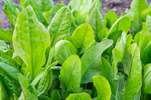 Organic leaf lettuce growing in a community garden. photo