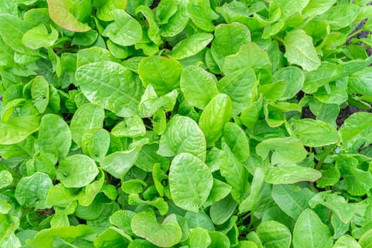 Organic leaf lettuce growing in a community garden. photo