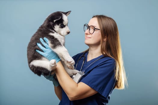 Veterinarian holding a Husky puppy with blue gloves. Professional pet care concept on a blue background. Design for veterinary services brochure, pet care guide