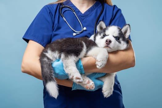 Veterinarian holding Siberian Husky puppy. Studio pet portrait with blue background. Animal healthcare concept. Design for veterinary services, pet care education