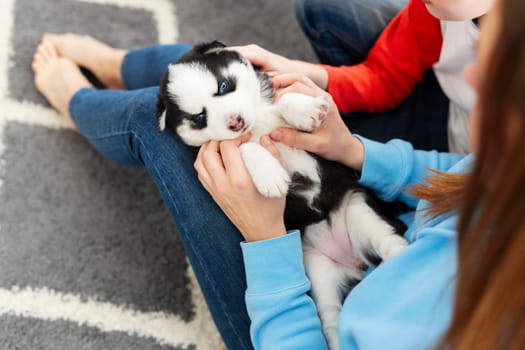 A playful husky puppy with striking blue eyes being cuddled by someone in a cozy home setting.