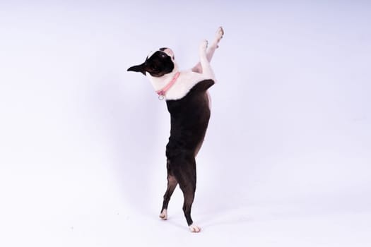 Portrait of dog on a white dark background. Attentive Boston Terrier