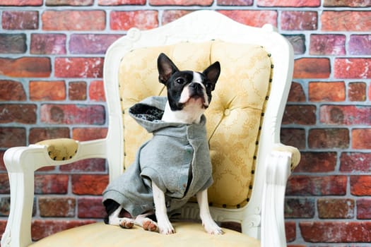 Portrait of dog on a white dark background. Attentive Boston Terrier