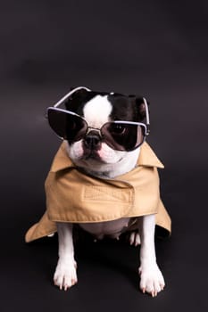 Portrait of dog on a white dark background. Attentive Boston Terrier