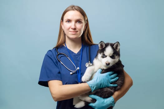 Veterinarian holding a Siberian Husky puppy. Professional pet care and animal rescue concept on a blue background. Studio portrait for veterinary services, poster, and educational material