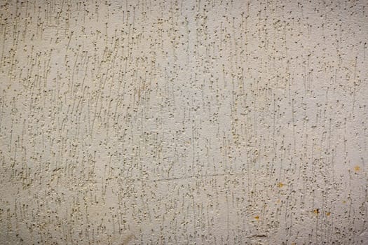 wall plastered under bark beetle 4