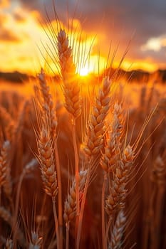 Waves of grain in a field at sunset, symbolizing abundance and the natural world.