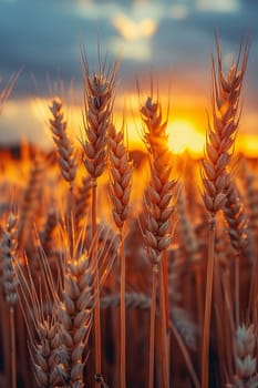 Waves of grain in a field at sunset, symbolizing abundance and the natural world.