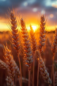 Waves of grain in a field at sunset, symbolizing abundance and the natural world.