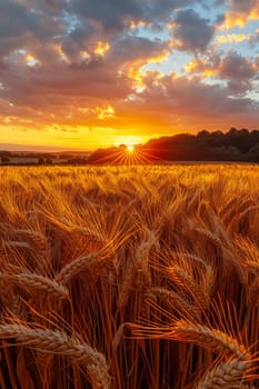 Waves of grain in a field at sunset, symbolizing abundance and the natural world.