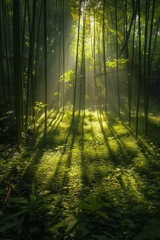 Sunlight casting shadows through a bamboo forest, representing tranquility and natural patterns.