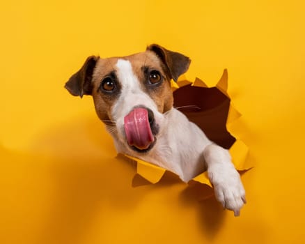 Licking jack russell terrier comes out of a paper orange background tearing it