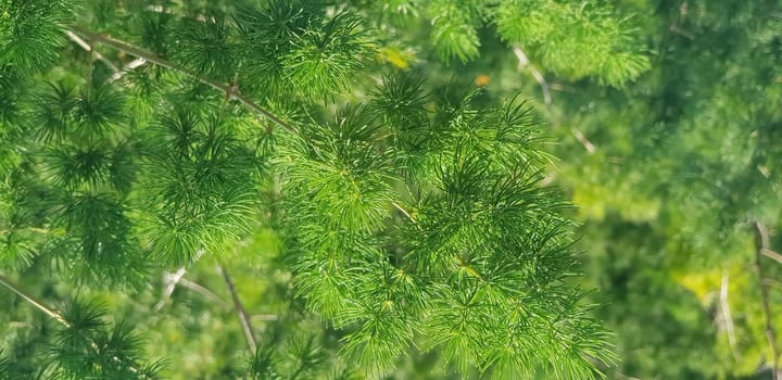 Green pine tree leaves, Fir tree lunch close up. Shallow focus. Brunch of fluffy fir trees close up. Christmas wallpaper concept. Copy space. in mountainous area