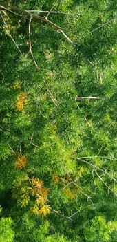 Green pine tree leaves, Fir tree lunch close up. Shallow focus. Brunch of fluffy fir trees close up. Christmas wallpaper concept. Copy space. in mountainous area