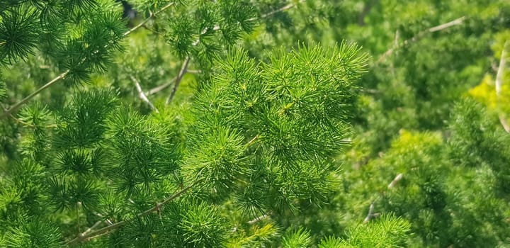 Green pine tree leaves, Fir tree lunch close up. Shallow focus. Brunch of fluffy fir trees close up. Christmas wallpaper concept. Copy space. in mountainous area