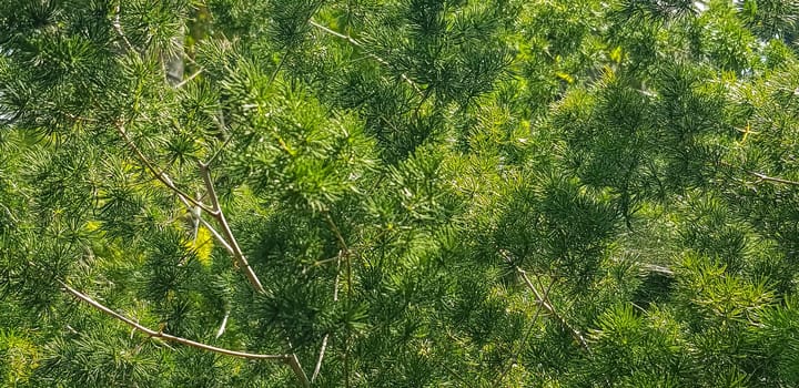 Green pine tree leaves, Fir tree lunch close up. Shallow focus. Brunch of fluffy fir trees close up. Christmas wallpaper concept. Copy space. in mountainous area