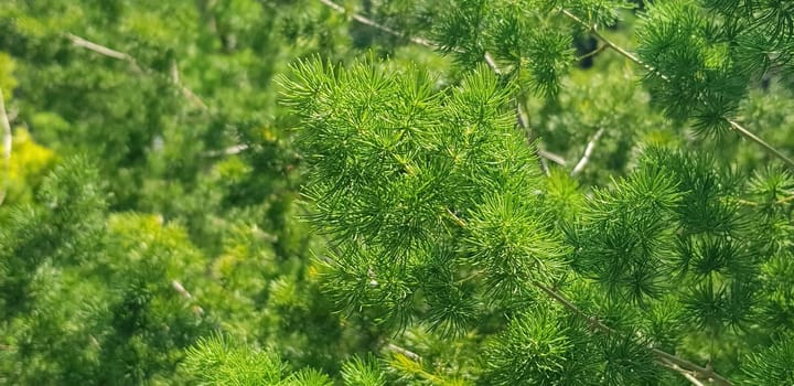 Green pine tree leaves, Fir tree lunch close up. Shallow focus. Brunch of fluffy fir trees close up. Christmas wallpaper concept. Copy space. in mountainous area