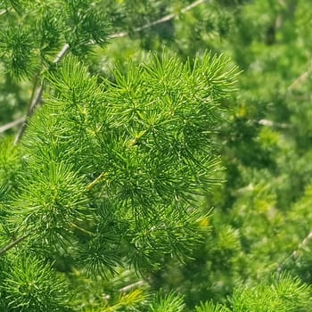 Green pine tree leaves, Fir tree lunch close up. Shallow focus. Brunch of fluffy fir trees close up. Christmas wallpaper concept. Copy space. in mountainous area