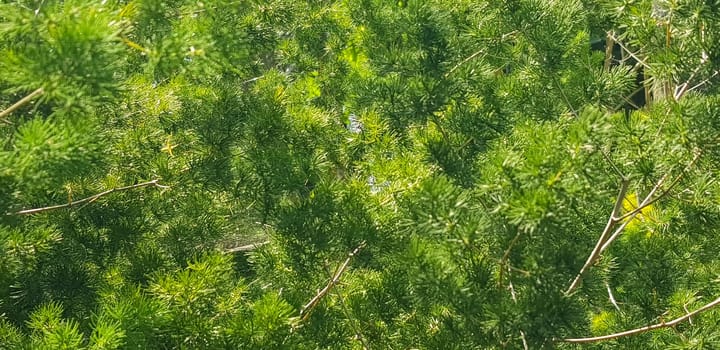 Green pine tree leaves, Fir tree lunch close up. Shallow focus. Brunch of fluffy fir trees close up. Christmas wallpaper concept. Copy space. in mountainous area