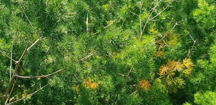 Green pine tree leaves, Fir tree lunch close up. Shallow focus. Brunch of fluffy fir trees close up. Christmas wallpaper concept. Copy space. in mountainous area