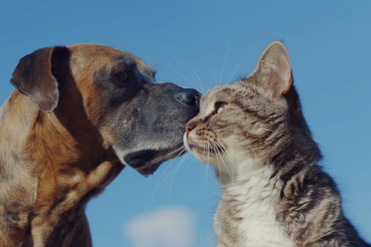 Happy Dog and Cat on blue background, animals love each other.