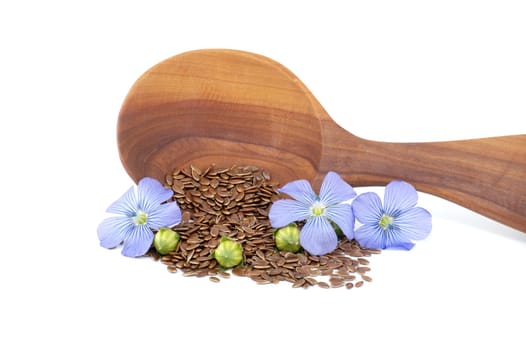 Vibrant blue flax flower is sitting on wooden spoon filled with small brown linseed near flax fruit round capsules isolated on white background