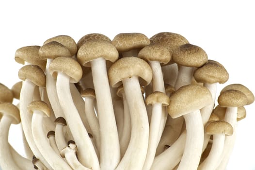 Shimeji (beech) mushrooms isolated on white background. Hypsizygus tessellatus type of edible mushroom that grows on beech trees