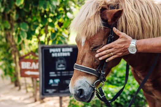 Little boy riding small horse. Summer mood bright nature. Hotel park near sea. Communication with animals.