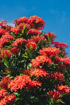 Pohutukawa Delonix regia fiery tree bright red flowers legume family subfamily Caesalpinia blossom blooming against blue sky Vietnam summer day time.