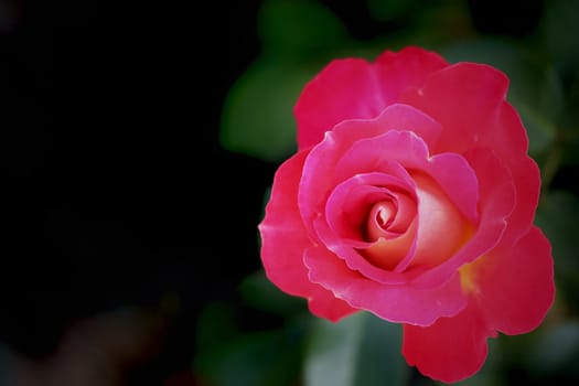 Beautiful red rose isolated on a black background. Perfect for a greeting card